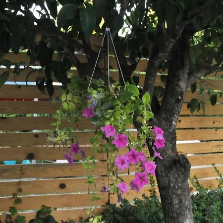 Garden *